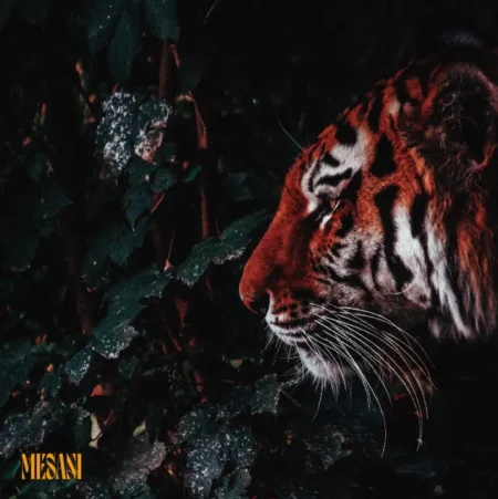 Mesani - [Jungle EP + Singles] (LP)