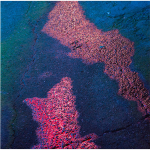 Shin Hae Gyeong - [나의 가역반응] (Naturel Transparent LP)
